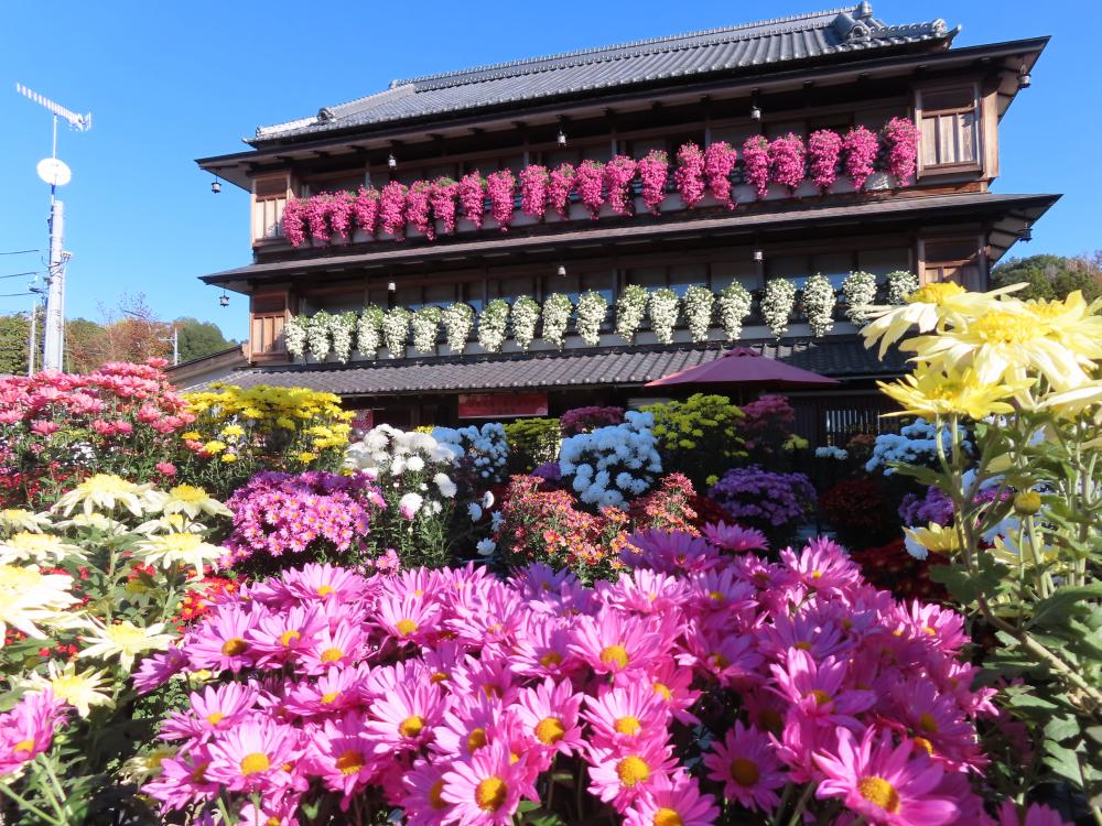 開花状況　2024年11月19日